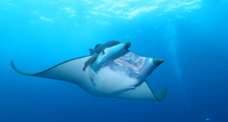 Devil ray