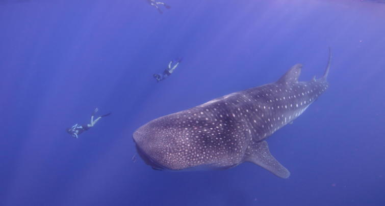 Whale shark
