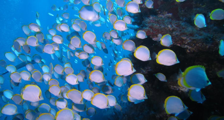 St Helena butterfly fish